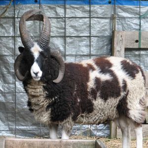 Meet your Posher, Braxton